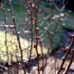 Ornamental quince buds show