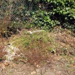 Back wall 3 and garden rubbish