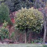 Holly tree