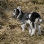 Little Goat