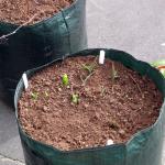Tulips and daffs in potato bag in front garden