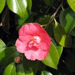 Camelia flower open