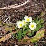 Primroses on the veg patch