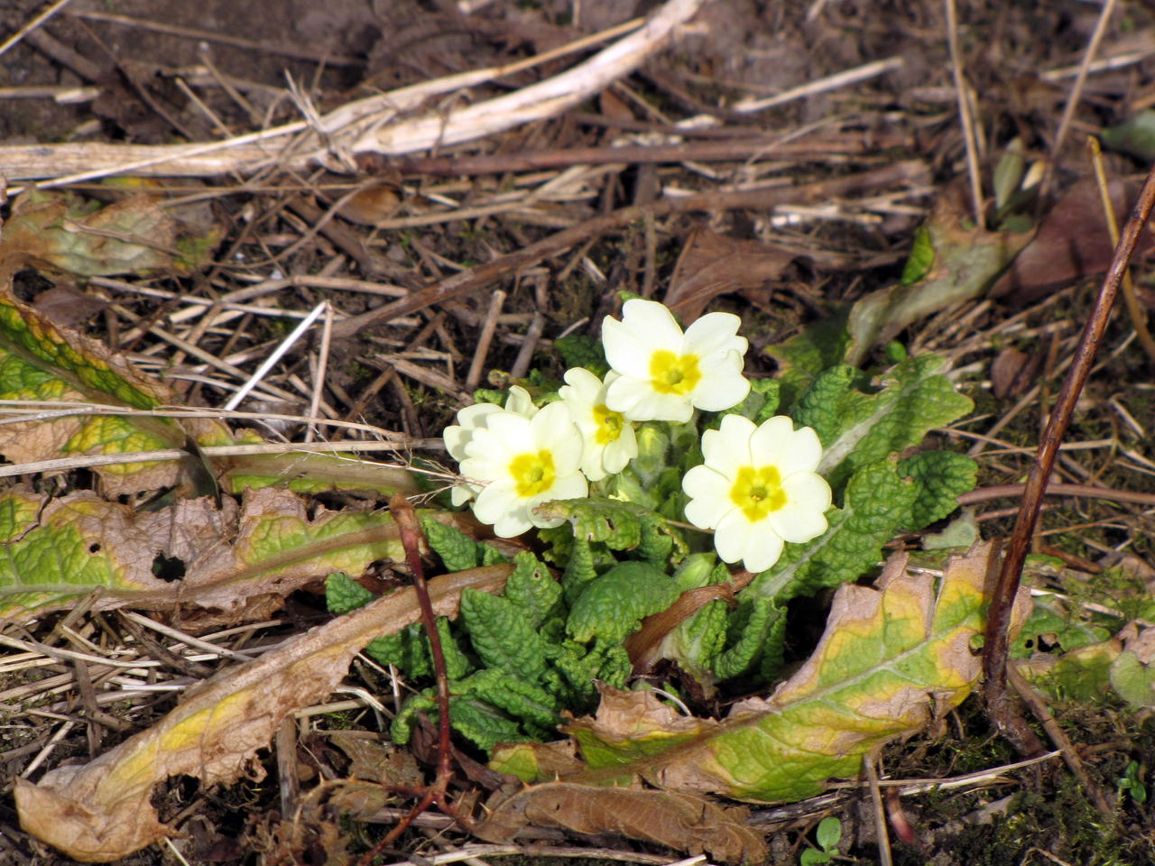Primroses on the veg patch
