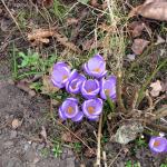 Purple crocuses by a rose bush
