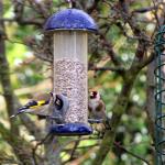 Goldfinches look at that beak