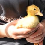 Bali duckling