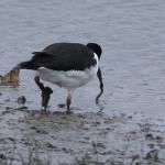Oystercatcher 7