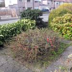 Quince in front garden