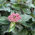 Pink flower buds