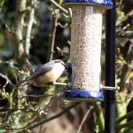 Nuthatch on feeder