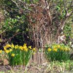 Daffodils at top of garden