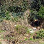 site for shed and humungous heap of bushes