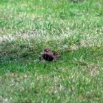 Wren collecting moss