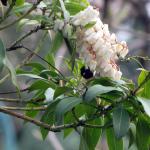Bumble bee on pieris flowers