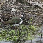 Lapwing 2