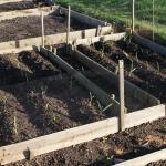 autumn planted garlic growing now