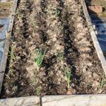 overwintering onions senshya