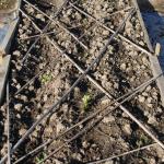 supposed to be broad bean bed