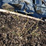 blueberries coming into flower