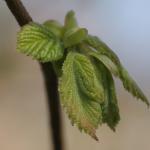 DSC02992a