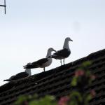 Seagulls
