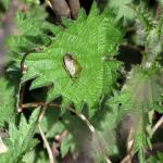 Shield bug on nettle leaf