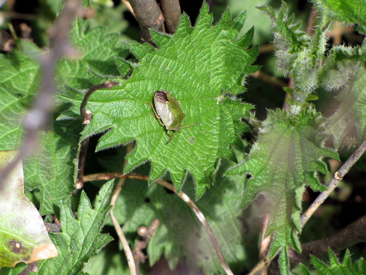 Shield bug on nettle leaf
