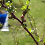 Ornamental quince buds