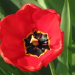 Tulip