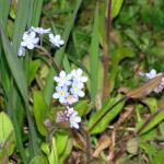 Forget me nots