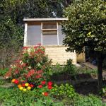 Shed and flowers