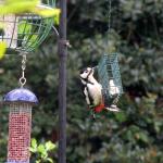 Woodpecker in the rain