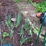 Elephant garlic