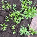 Seedlings by elephant garlic