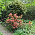 Holly and pieris