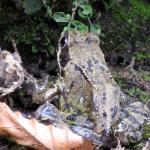 Froggie visits again