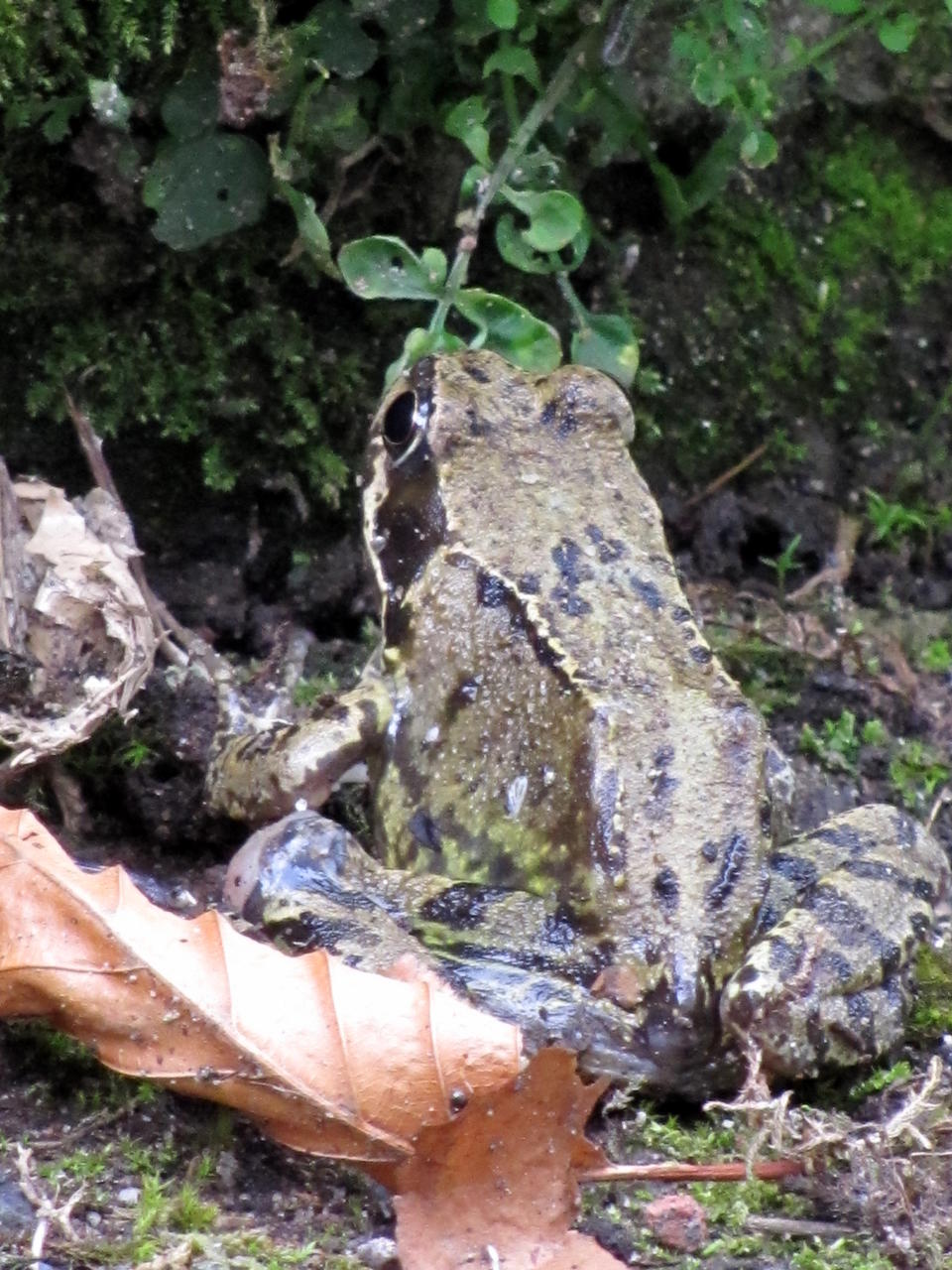 Froggie visits again