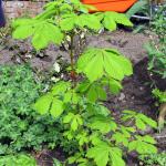 Horse chestnut in veg patch