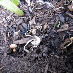 Toadstools on garlic compost