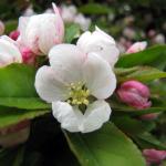 crab apple flower