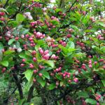 crab apple buds