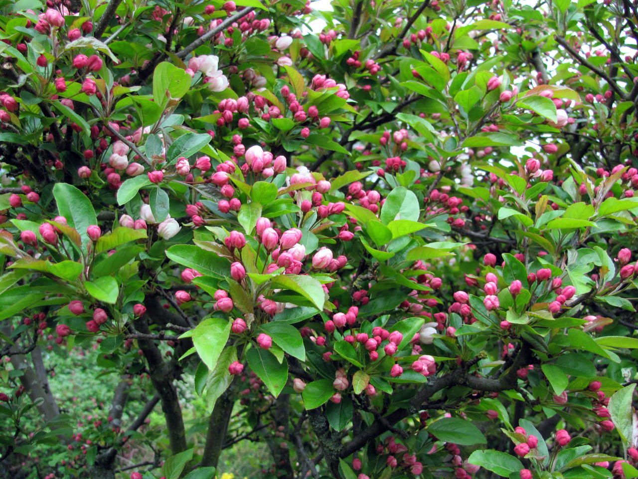 crab apple buds