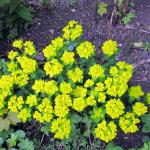 Euphorbia