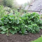 Rhubarb