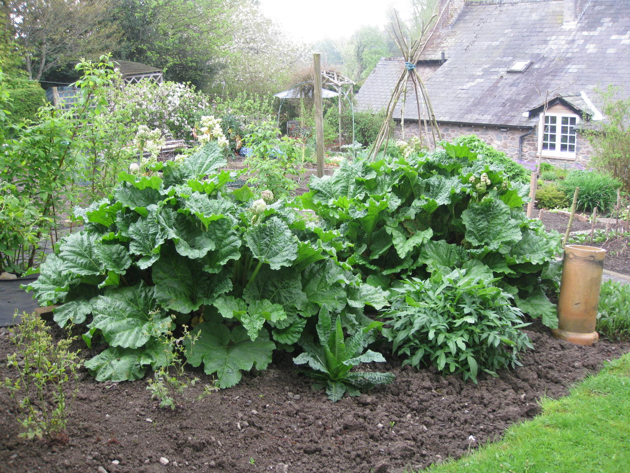 Rhubarb