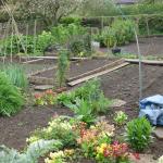 Wet Day Veg Plot 