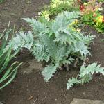 Cardoons