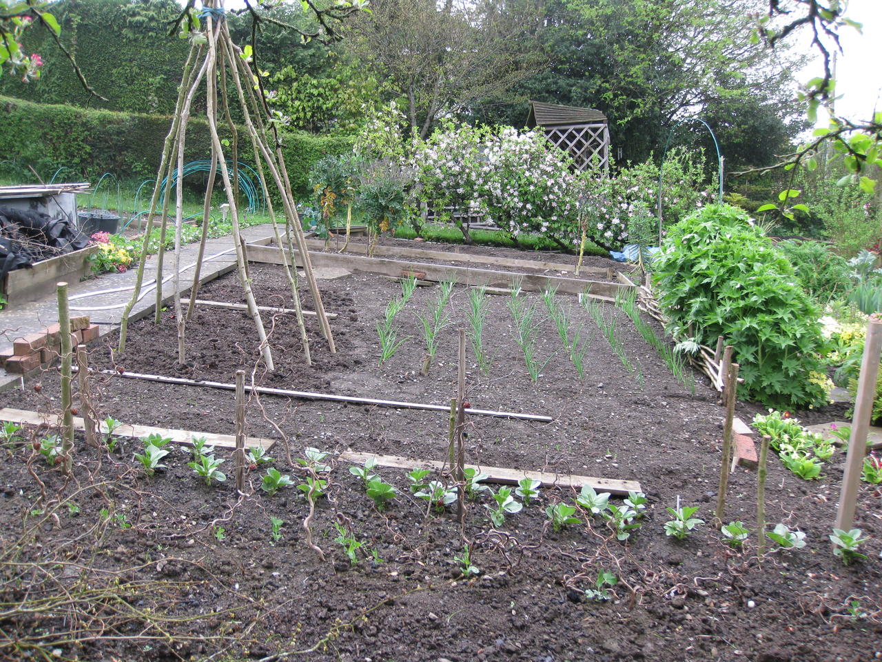 Peas and Beans