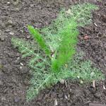 Fennel